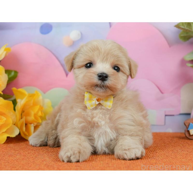 販売中の静岡県のマルプー:マルチーズ×トイプードル-434818の5枚目