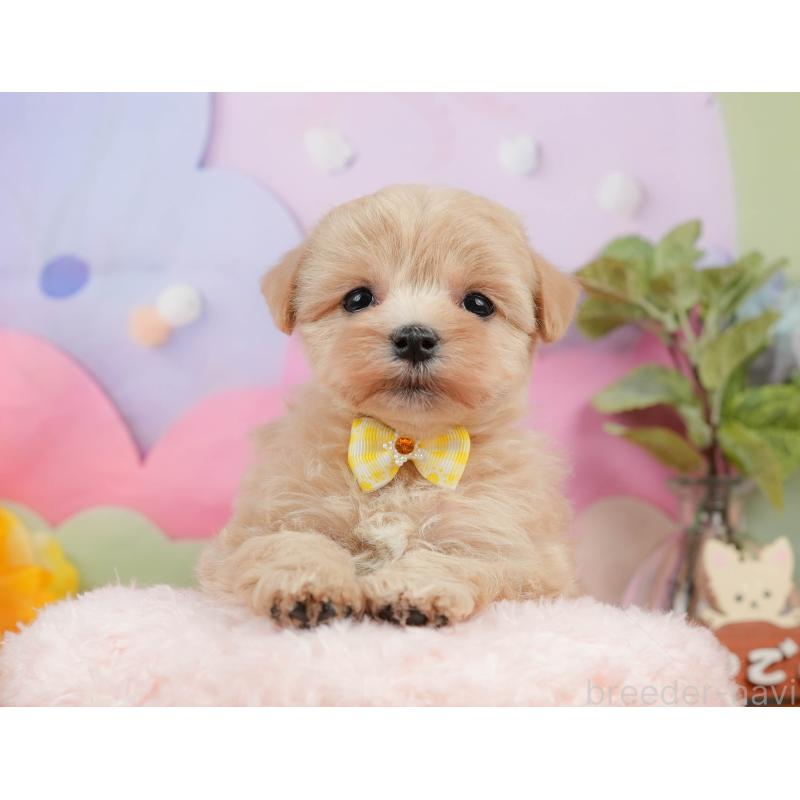 販売中の静岡県のマルプー:マルチーズ×トイプードル-434818の4枚目