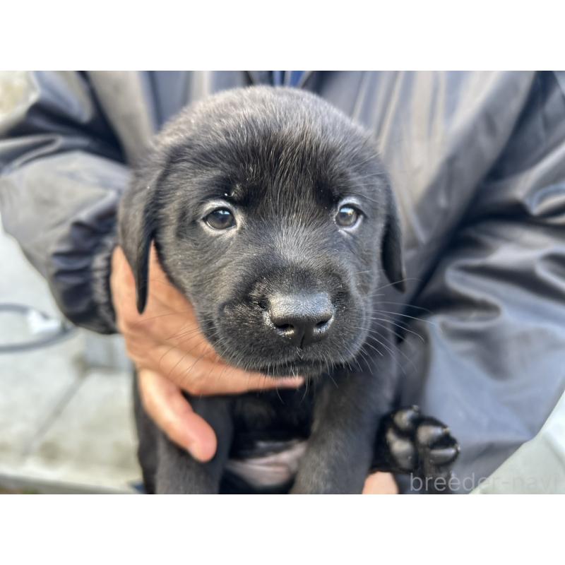 販売中の福島県のラブラドールレトリーバー-434611の4枚目