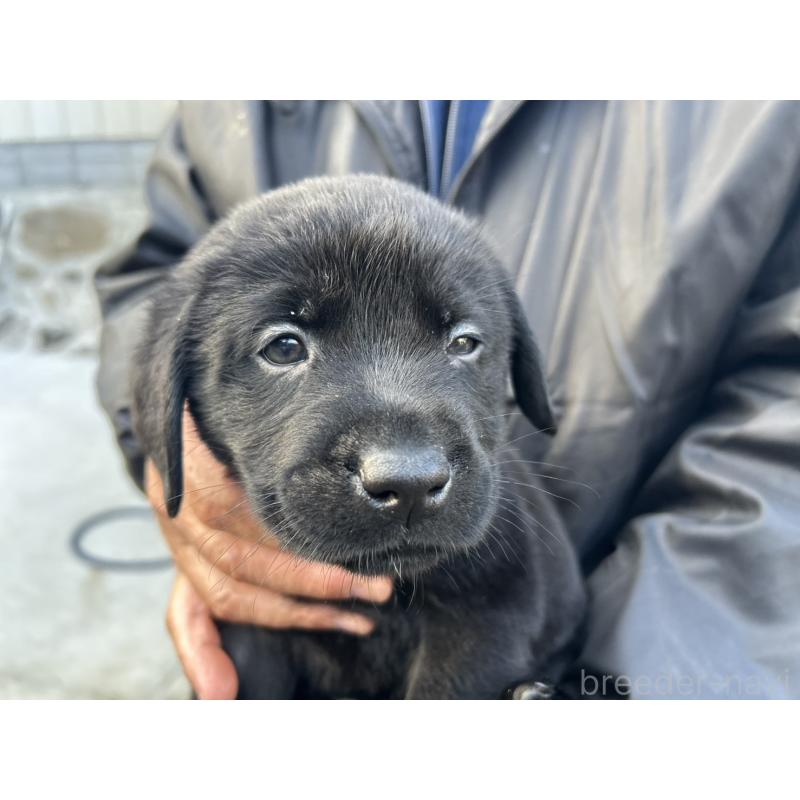 販売中の福島県のラブラドールレトリーバー-434611の3枚目