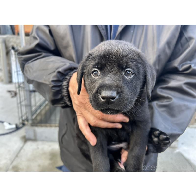 販売中の福島県のラブラドールレトリーバー-434611の2枚目