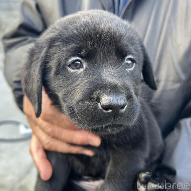 販売中の福島県のラブラドールレトリーバー-434611の1枚目