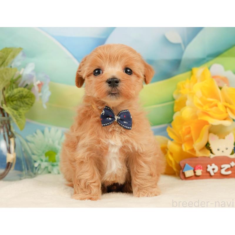 販売中の静岡県のマルプー:マルチーズ×トイプードル-434822の10枚目