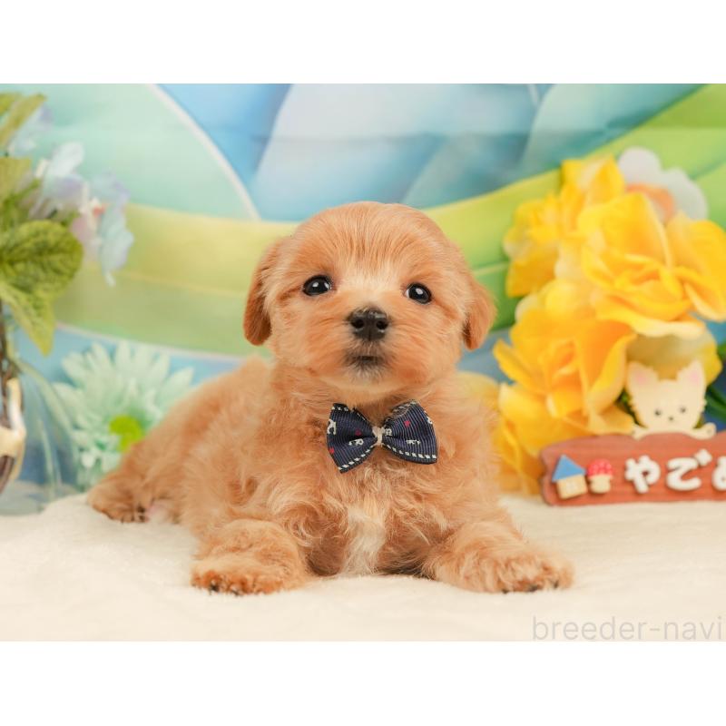 販売中の静岡県のマルプー:マルチーズ×トイプードル-434822の9枚目