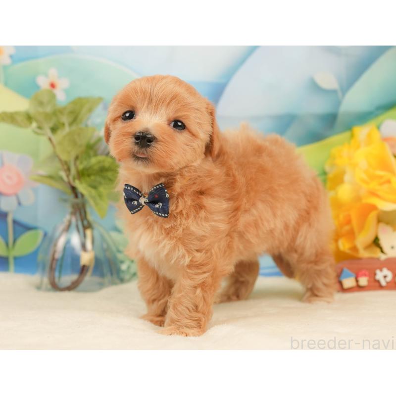 販売中の静岡県のマルプー:マルチーズ×トイプードル-434822の8枚目