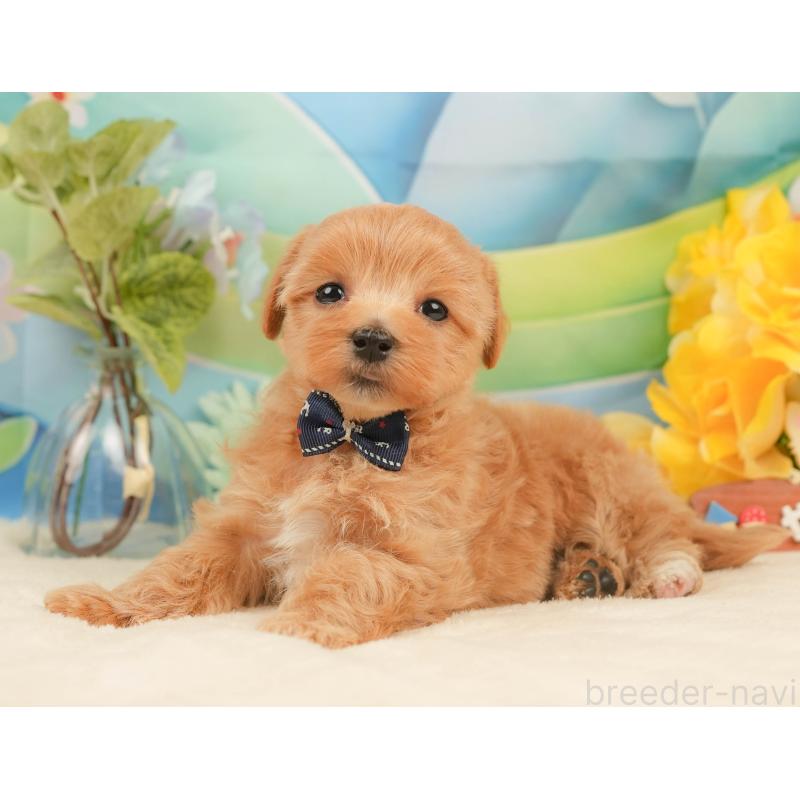 販売中の静岡県のマルプー:マルチーズ×トイプードル-434822の7枚目