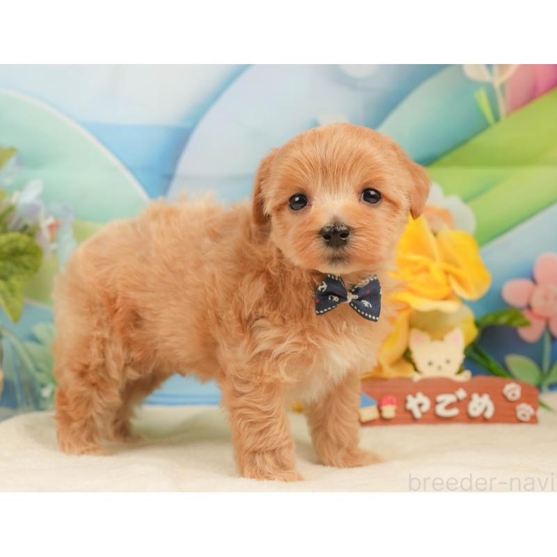 販売中の静岡県のマルプー:マルチーズ×トイプードル-434822の6枚目