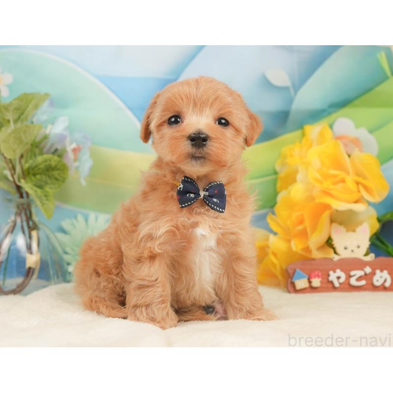 販売中の静岡県のマルプー:マルチーズ×トイプードル-434822の5枚目