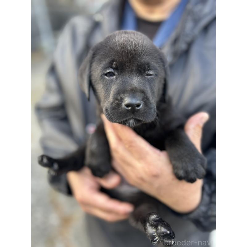 販売中の福島県のラブラドールレトリーバー-434613の4枚目