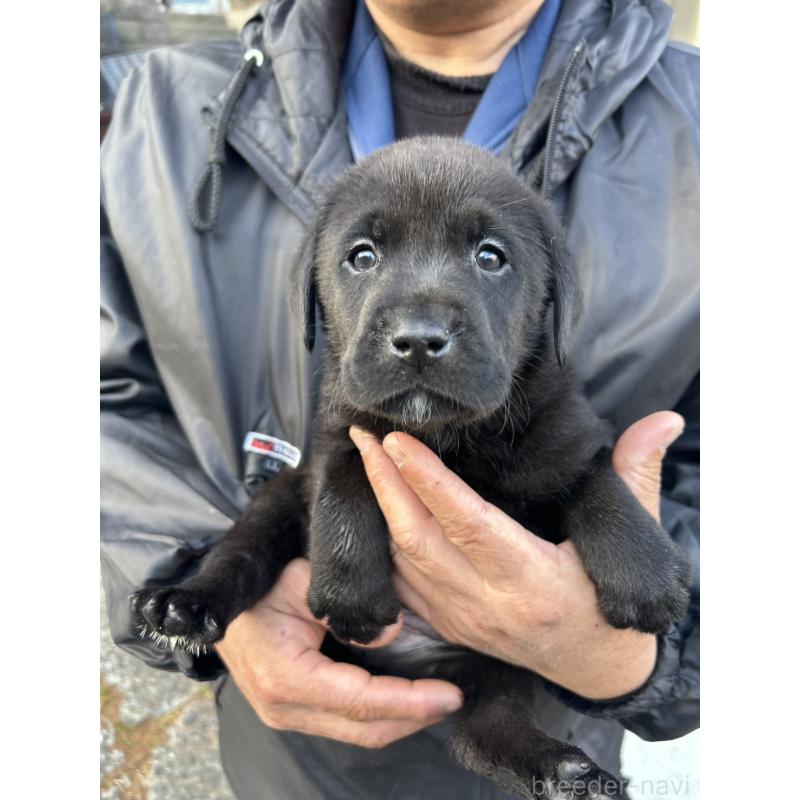 販売中の福島県のラブラドールレトリーバー-434613の3枚目