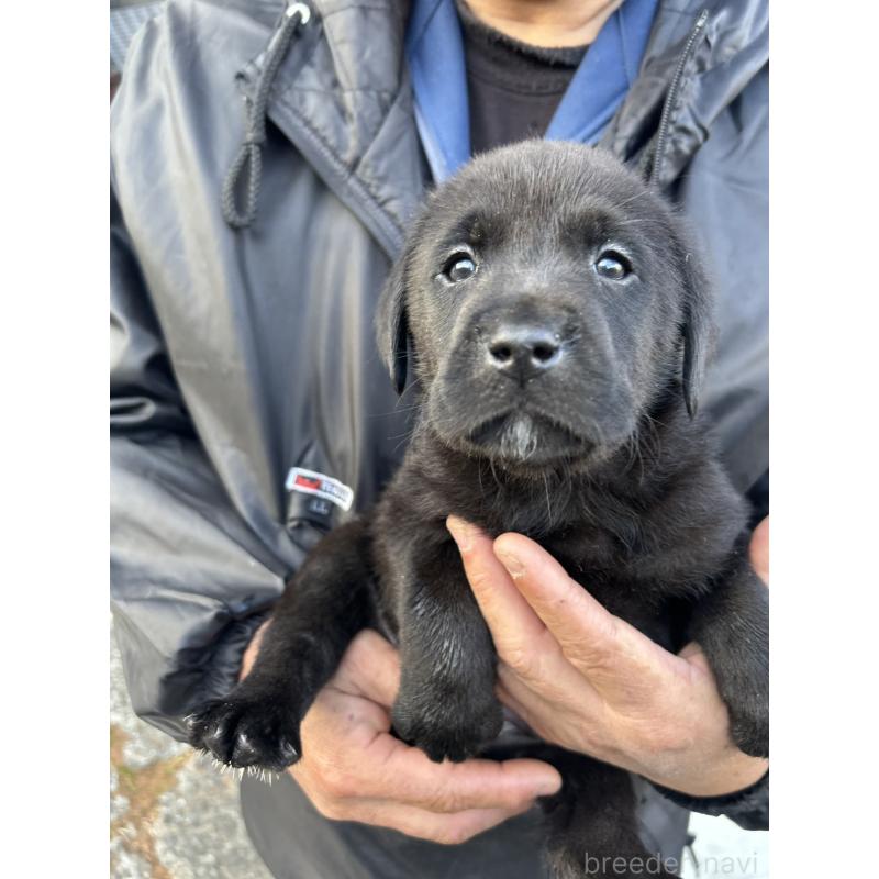 販売中の福島県のラブラドールレトリーバー-434613の2枚目