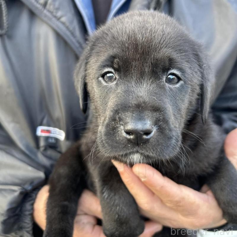 販売中の福島県のラブラドールレトリーバー-434613