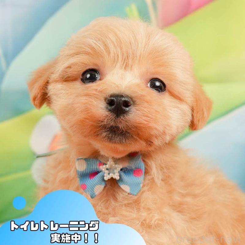 販売中の静岡県のマルプー:マルチーズ×トイプードル-434826