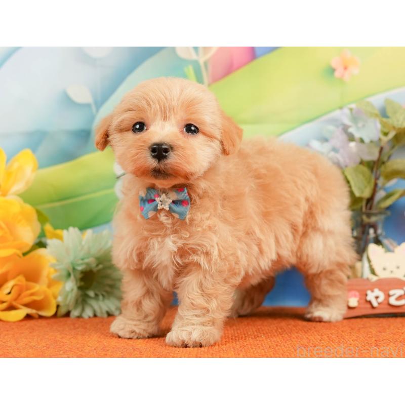 販売中の静岡県のマルプー:マルチーズ×トイプードル-434826の10枚目