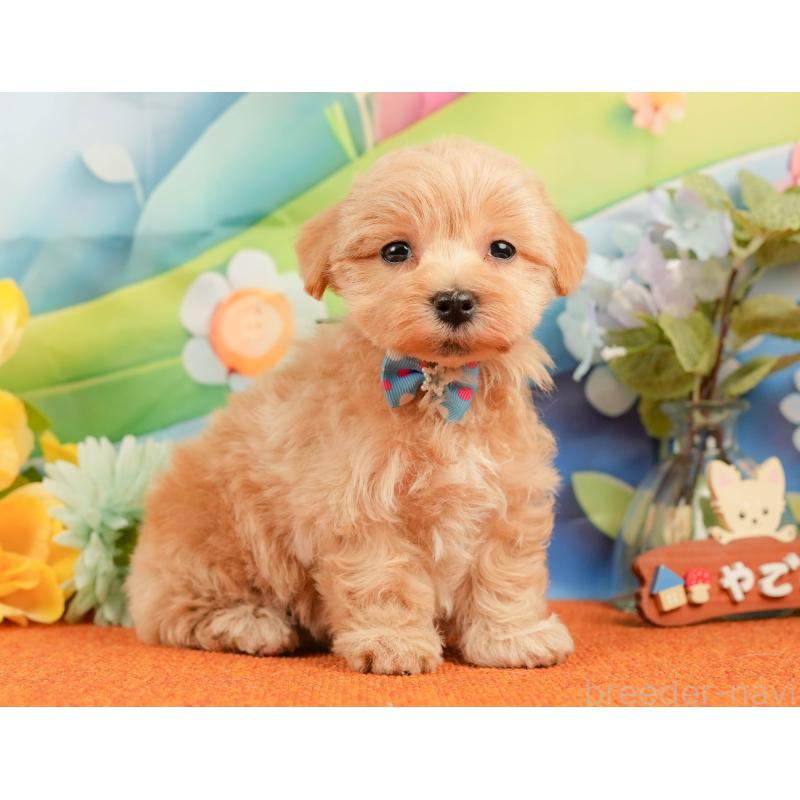 販売中の静岡県のマルプー:マルチーズ×トイプードル-434826の7枚目