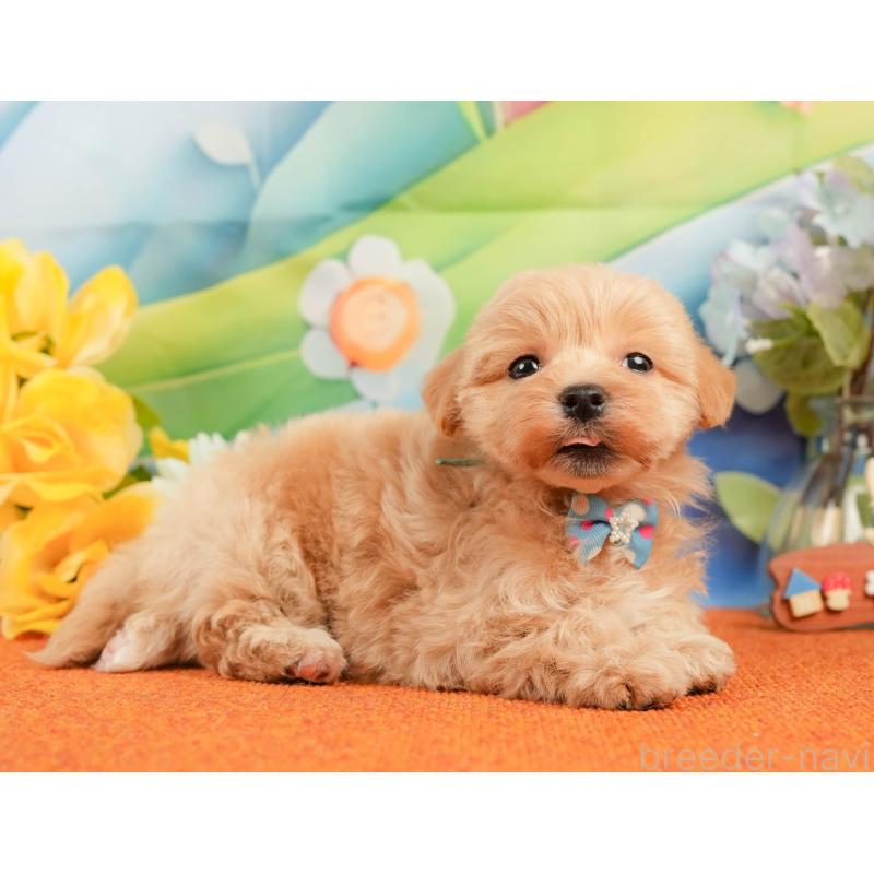 販売中の静岡県のマルプー:マルチーズ×トイプードル-434826の6枚目