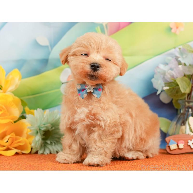 販売中の静岡県のマルプー:マルチーズ×トイプードル-434826の5枚目