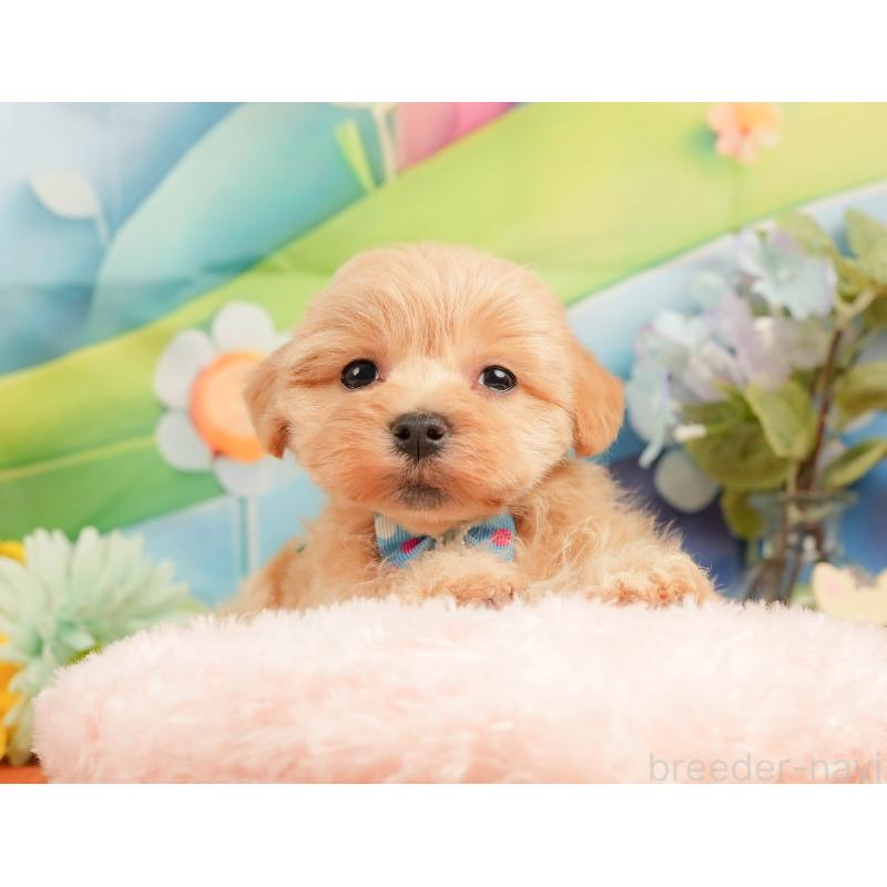 販売中の静岡県のマルプー:マルチーズ×トイプードル-434826の4枚目