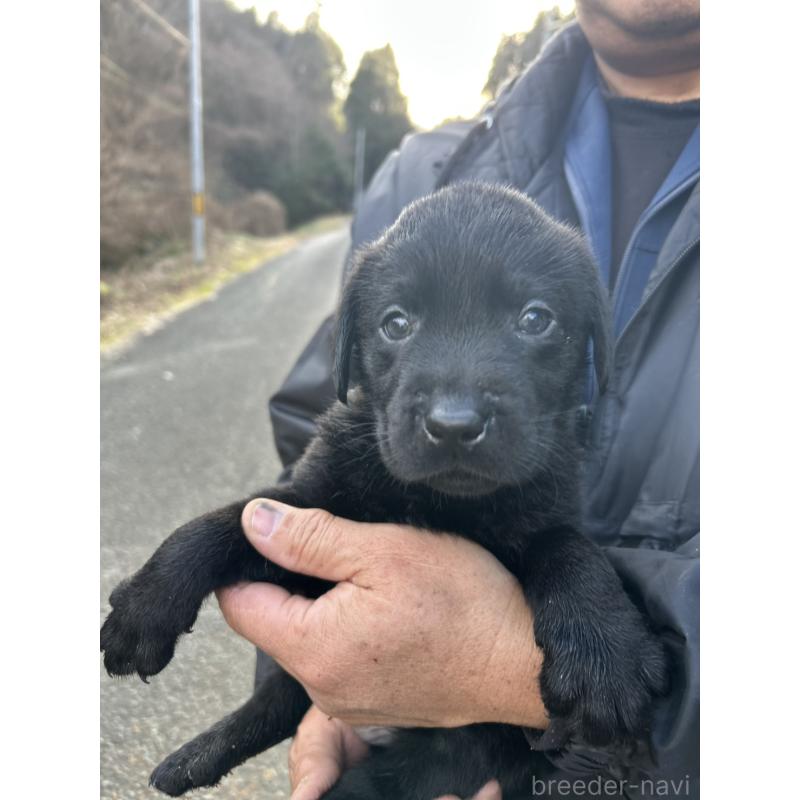 販売中の福島県のラブラドールレトリーバー-434615の4枚目