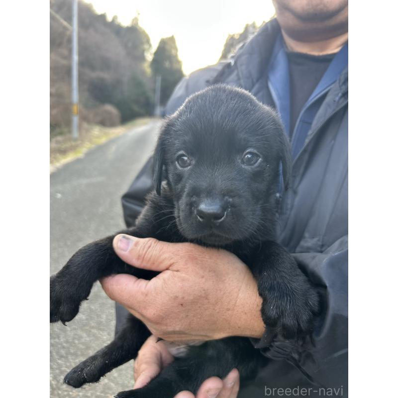 販売中の福島県のラブラドールレトリーバー-434615の3枚目