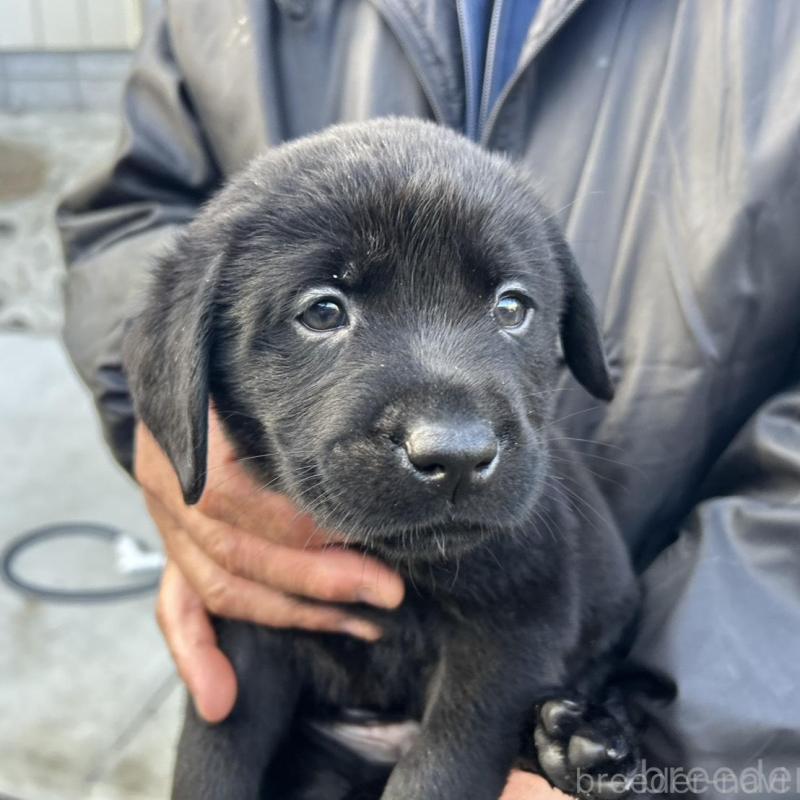 販売中の福島県のラブラドールレトリーバー-434615