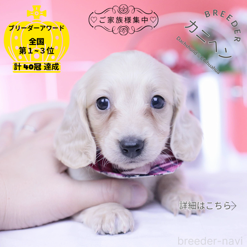 販売中の愛知県のミニチュアダックスフンド(ロングヘアード)-432049