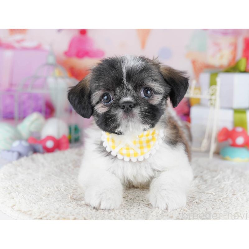 販売中の千葉県のチワズー:チワワ×シーズー-434661の1枚目