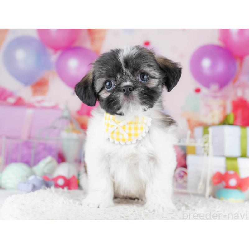 販売中の千葉県のチワズー:チワワ×シーズー-434661の10枚目