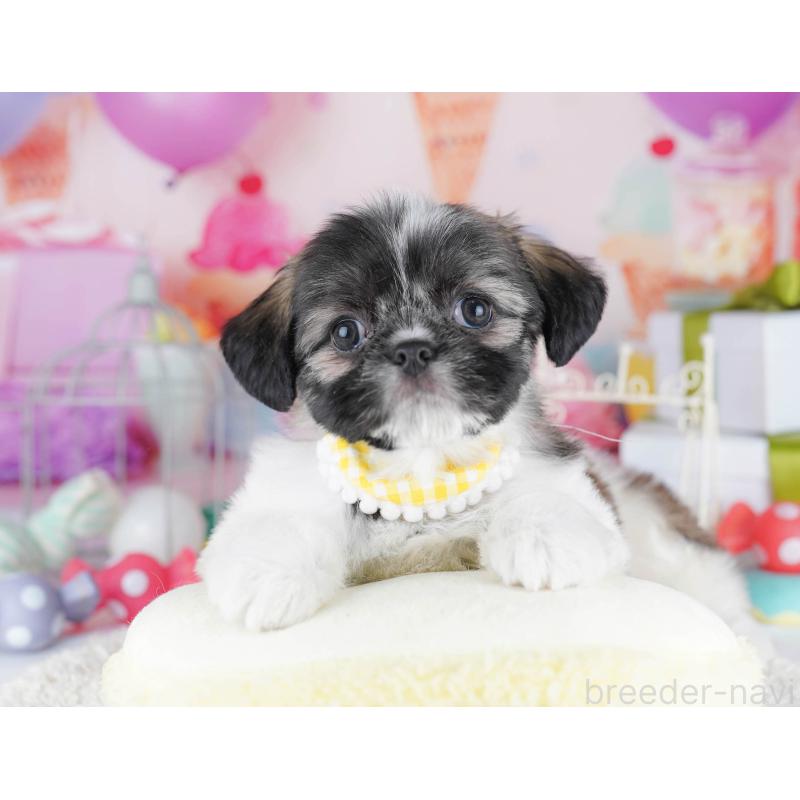 販売中の千葉県のチワズー:チワワ×シーズー-434661の9枚目