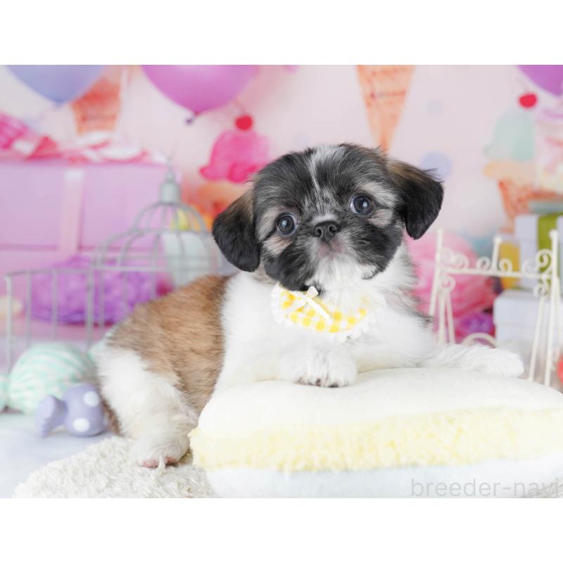 販売中の千葉県のチワズー:チワワ×シーズー-434661の8枚目