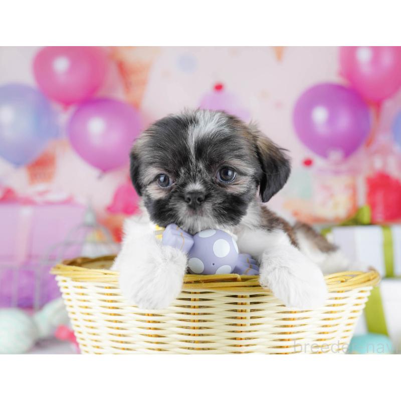 販売中の千葉県のチワズー:チワワ×シーズー-434661の7枚目