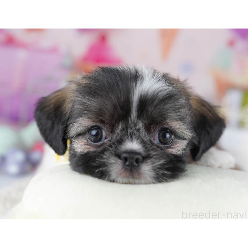 販売中の千葉県のチワズー:チワワ×シーズー-434661の6枚目