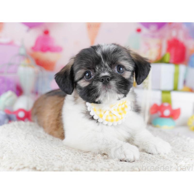 販売中の千葉県のチワズー:チワワ×シーズー-434661の5枚目