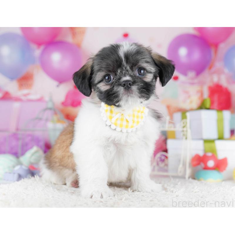 販売中の千葉県のチワズー:チワワ×シーズー-434661の4枚目