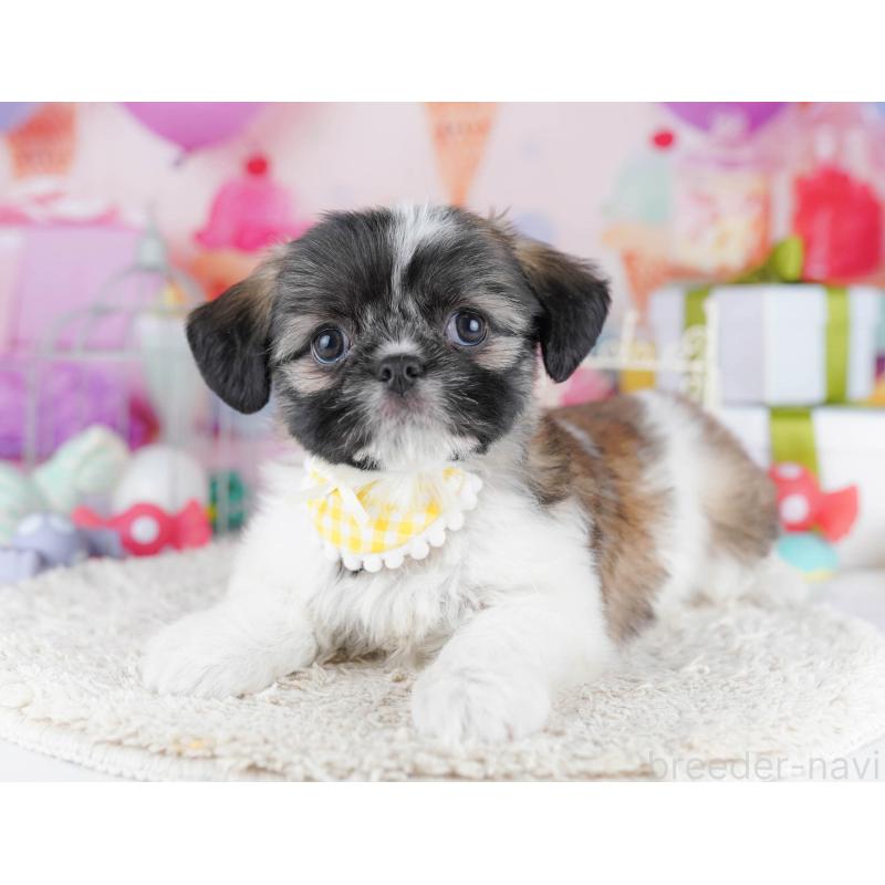 販売中の千葉県のチワズー:チワワ×シーズー-434661の3枚目