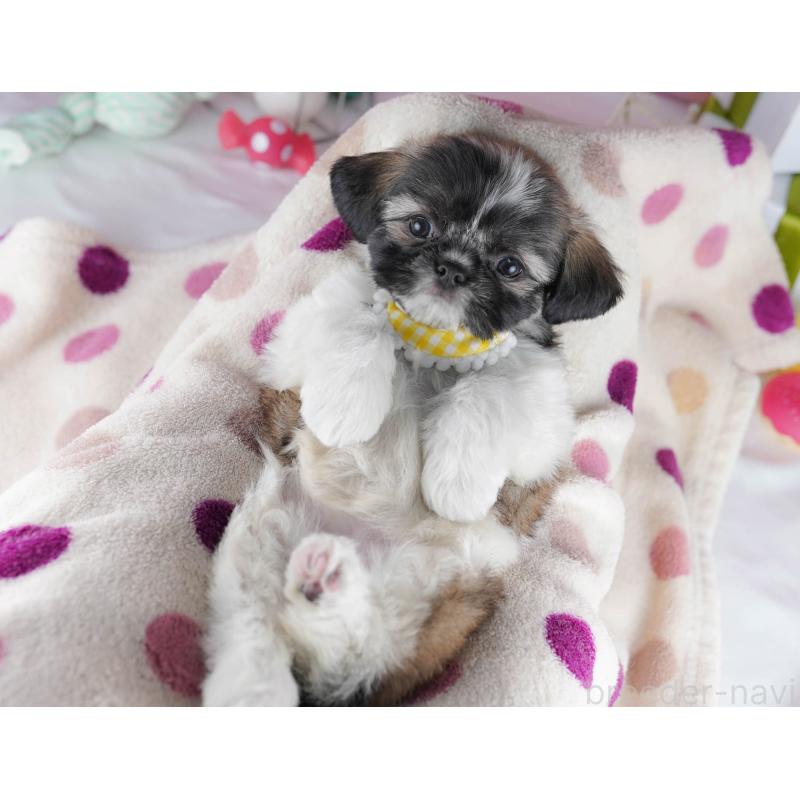 販売中の千葉県のチワズー:チワワ×シーズー-434661の2枚目