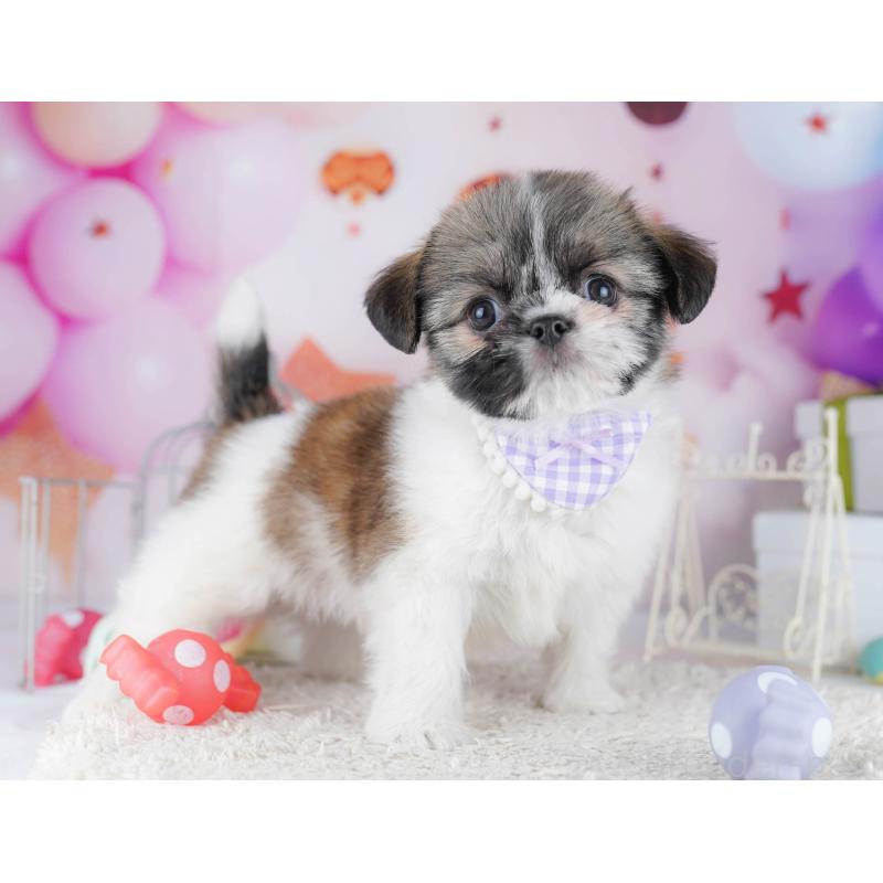 販売中の千葉県のチワズー:チワワ×シーズー-434665の11枚目