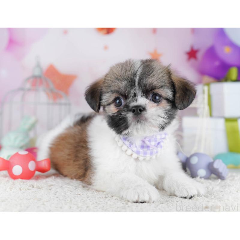 販売中の千葉県のチワズー:チワワ×シーズー-434665の10枚目