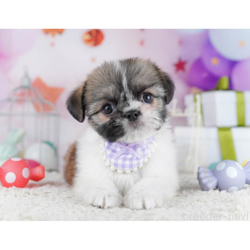 販売中の千葉県のチワズー:チワワ×シーズー-434665の9枚目