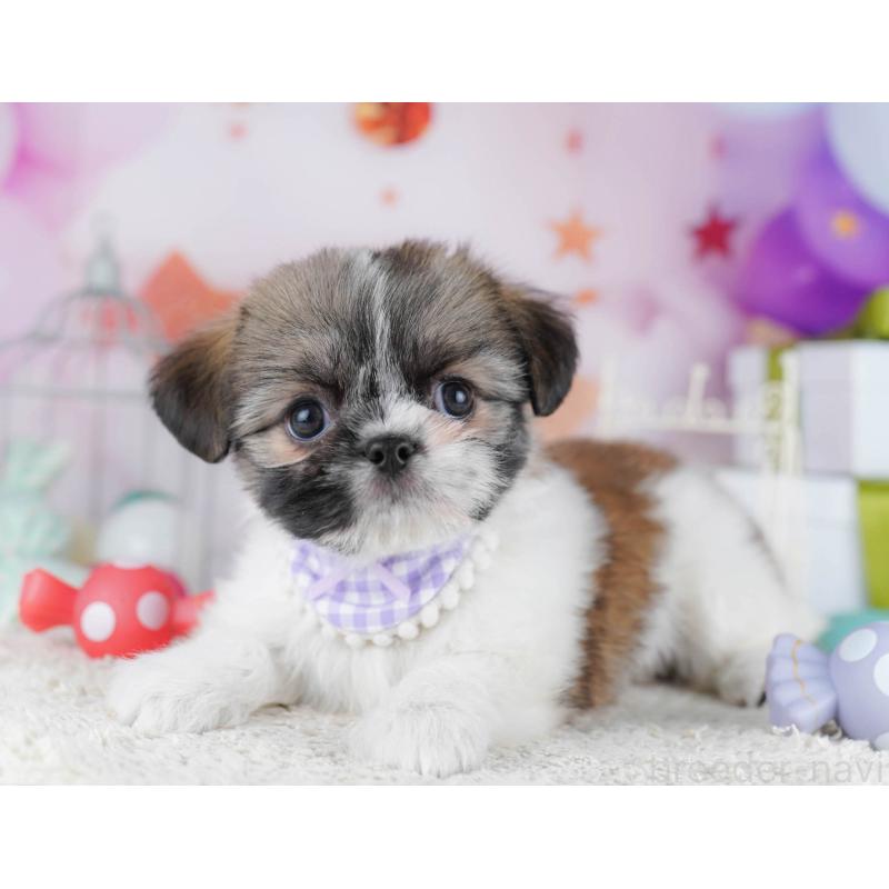 販売中の千葉県のチワズー:チワワ×シーズー-434665の8枚目