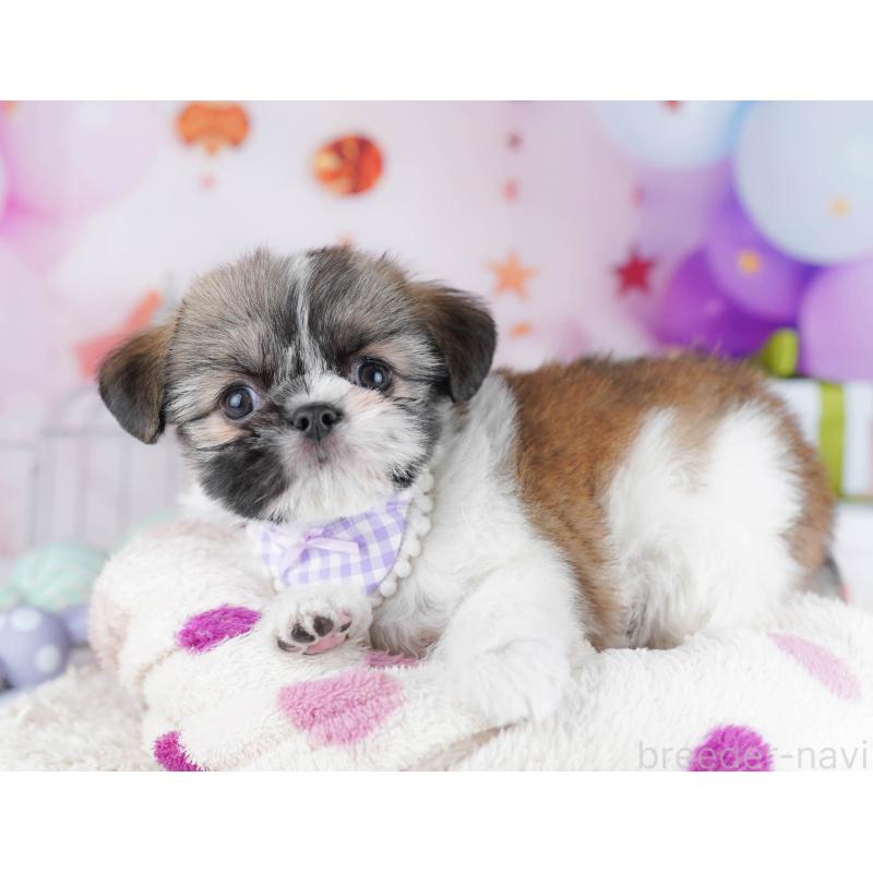 販売中の千葉県のチワズー:チワワ×シーズー-434665の7枚目