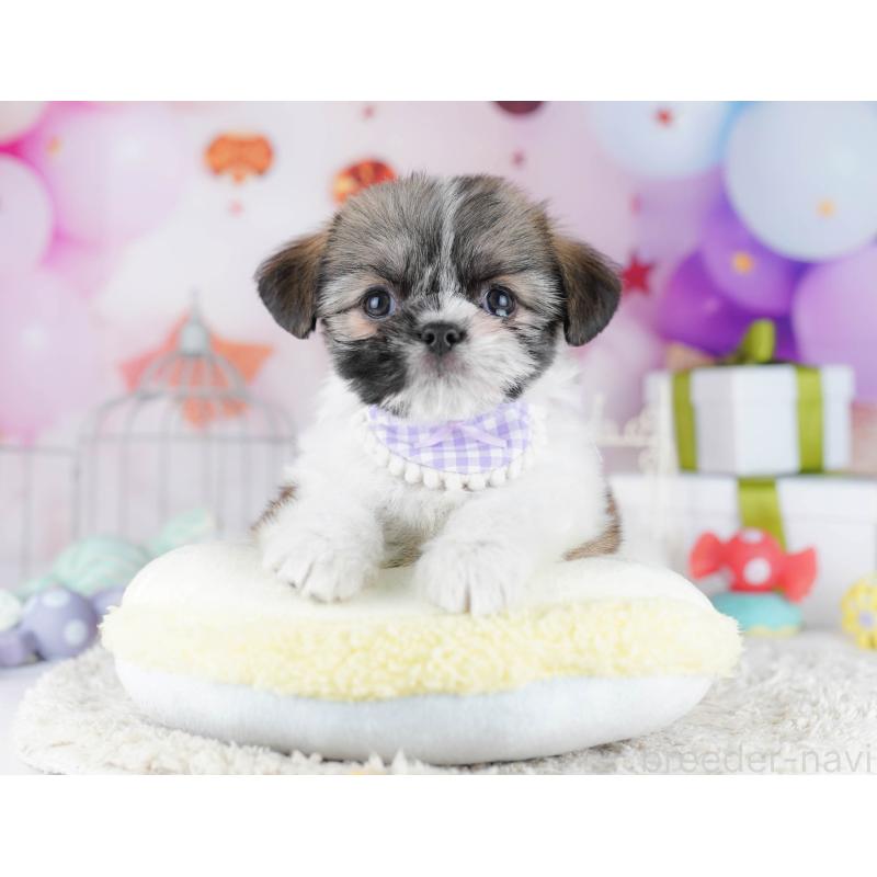 販売中の千葉県のチワズー:チワワ×シーズー-434665の6枚目