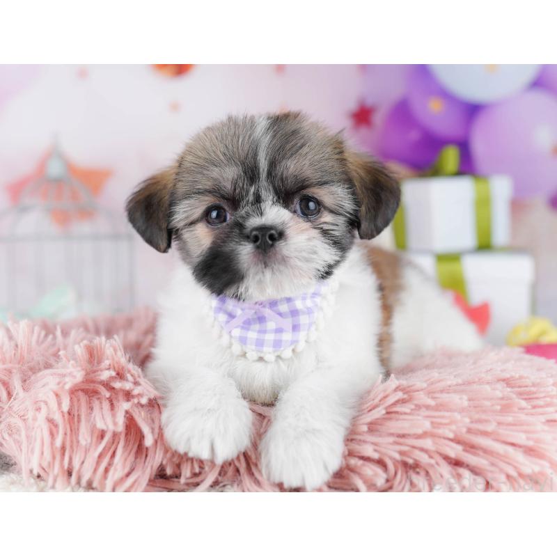 販売中の千葉県のチワズー:チワワ×シーズー-434665の5枚目