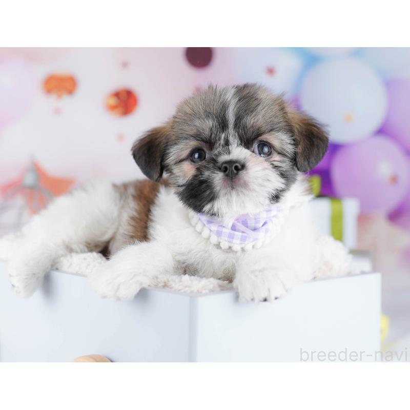 販売中の千葉県のチワズー:チワワ×シーズー-434665の4枚目