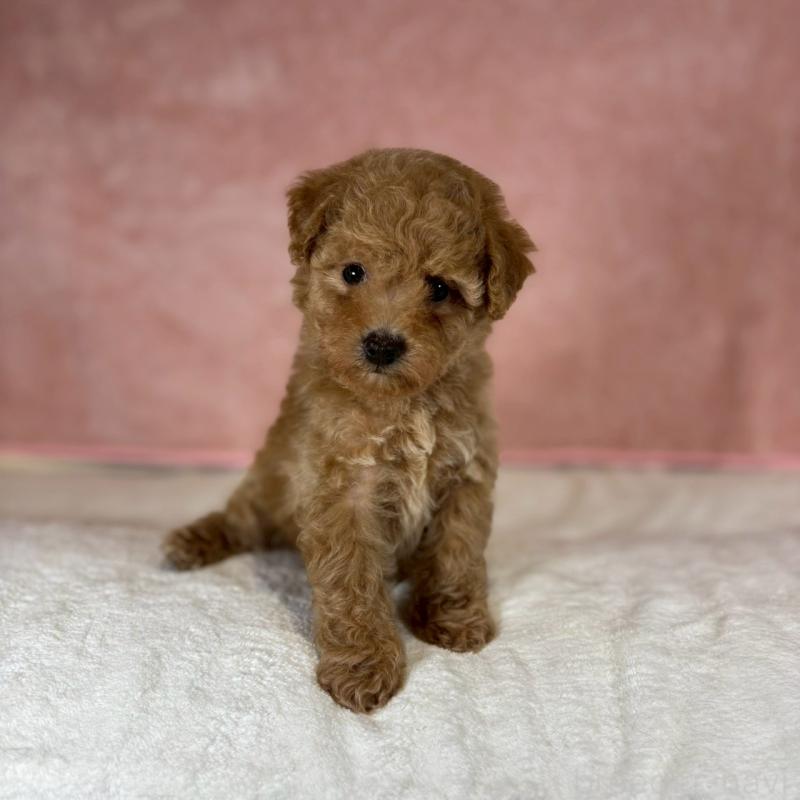 販売中の大阪府のトイプードル-434616の4枚目