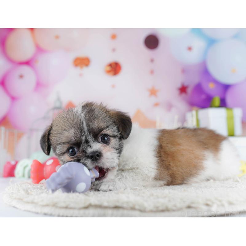 販売中の千葉県のチワズー:チワワ×シーズー-434665の3枚目