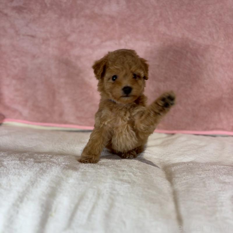 販売中の大阪府のトイプードル-434616の3枚目