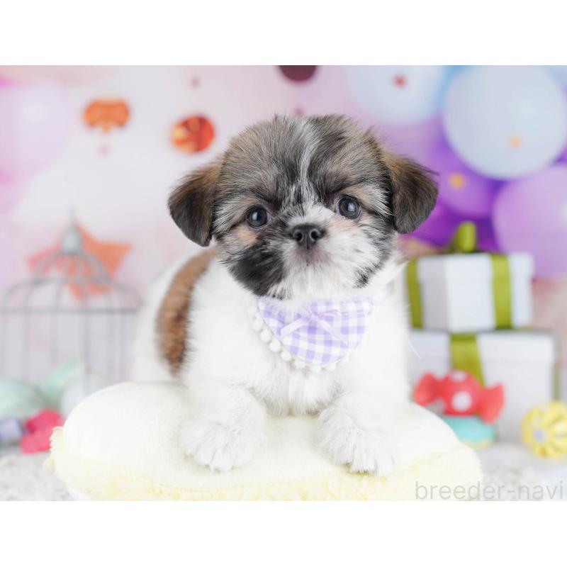 販売中の千葉県のチワズー:チワワ×シーズー-434665の2枚目