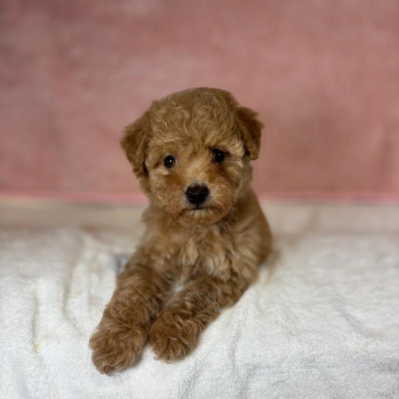 販売中の大阪府のトイプードル-434616の2枚目