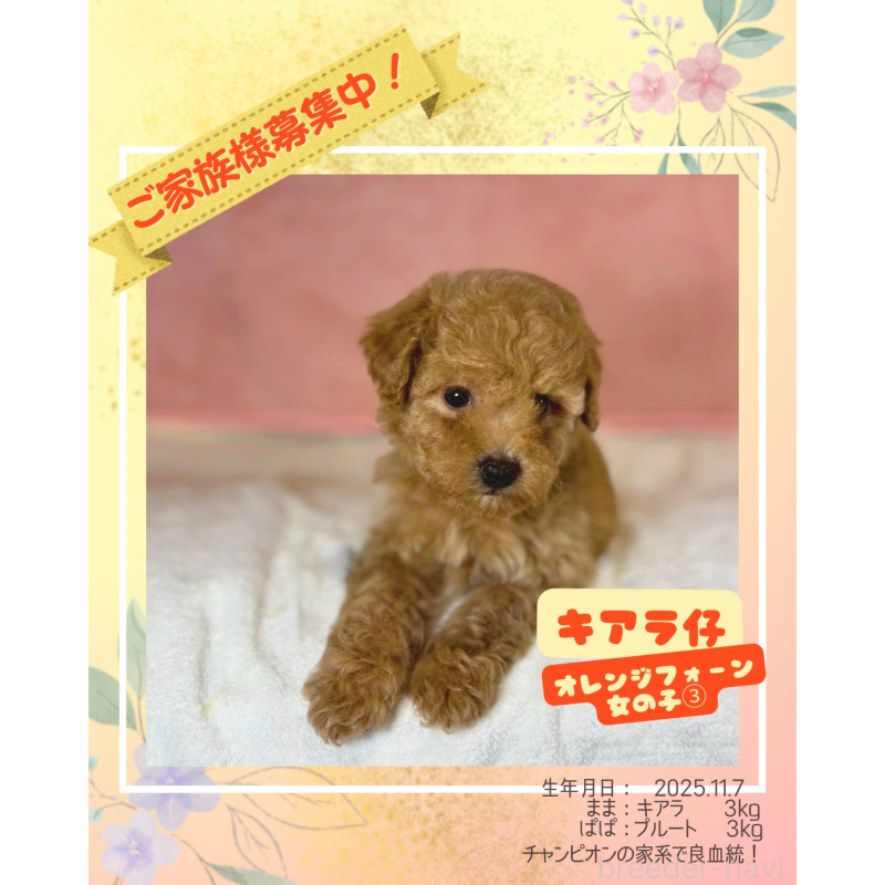 販売中の大阪府のトイプードル-434616の1枚目